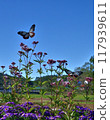 Traveling butterfly, Monarch butterfly, arrives 117939611