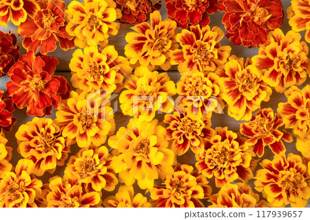 Abstract floral background of yellow, orange and red marigold flowers. Mockup for your text and sentences Abstract floral background of yellow, orange and red marigold flowers. Mockup for your text and sentences 117939657