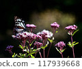 The traveling butterfly, the Monarch butterfly, migrates to the Japanese Eupatorium japonicum 117939668