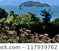 Traveling butterfly, Monarch butterfly, migrant 117939762