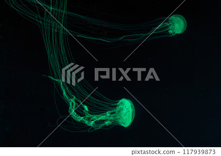 Two of Atlantic sea nettle jellyfish swims in illuminated aquarium with green neon lighting Two of Atlantic sea nettle jellyfish swims in illuminated aquarium with green neon lighting 117939873