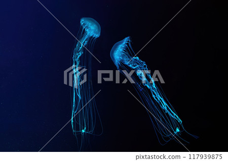 Two Atlantic sea nettle jellyfish swims in illuminated aquarium with blue neon lighting Two Atlantic sea nettle jellyfish swims in illuminated aquarium with blue neon lighting 117939875