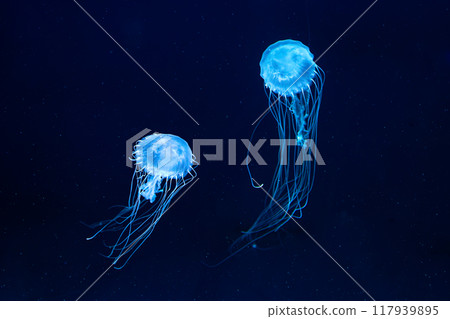 Two Atlantic sea nettle jellyfish swims in illuminated aquarium with blue neon lighting Two Atlantic sea nettle jellyfish swims in illuminated aquarium with blue neon lighting 117939895