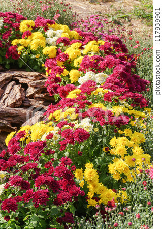 Chrysanthemum bushes, red, yellow and white flowers, planted in semicircle in flowerbed in garden 117939901