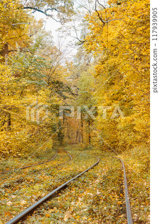 Rails, railway in yellow autumn deciduous forest. Fall landscape in park with tramway Rails, railway in yellow autumn deciduous forest. Fall landscape in park with tramway 117939905