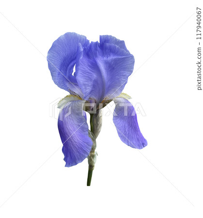 Iris bright violet flower with leaves close-up, cutout with clipping path object, floral element of design, decor 117940067