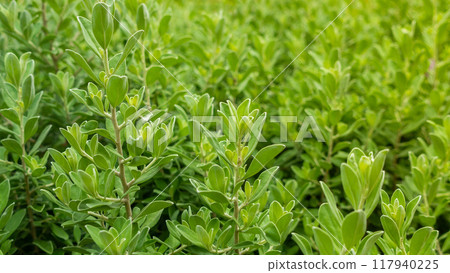 Close-up of green leaf bush with a blurred background 117940225