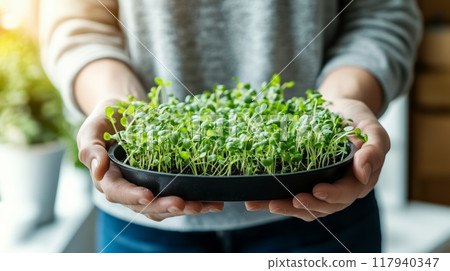 Hands presenting a large tray of lush microgreens in a bright indoor setting. Perfect for showcasing homegrown urban gardening and fresh herbs. 117940347