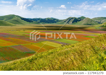 Lentil flowering with poppies and cornflowers in Castelluccio di Norcia, Italy Lentil flowering with poppies and cornflowers in Castelluccio di Norcia, Italy 117941270