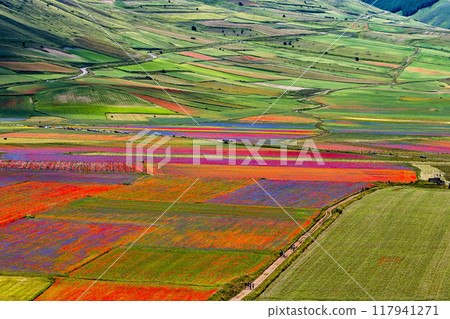 Lentil flowering with poppies and cornflowers in Castelluccio di Norcia, Italy 117941271