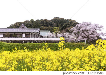 Scenery of Tachibana Temple, cherry blossoms and rapeseed fields. Scenery of Asuka Village, a tourist spot in Nara. 117941588
