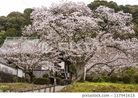 Tachibana-dera Temple with cherry blossoms in full bloom. A tourist spot in Nara. Tachibana-dera Temple and cherry blossoms. 117941618