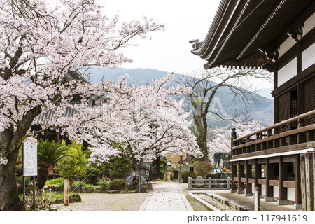 Tachibana-dera Temple with cherry blossoms in full bloom. A tourist spot in Nara. Tachibana-dera Temple and cherry blossoms. 117941619