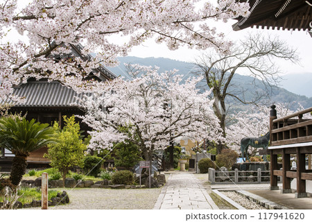 櫻花盛開的橘寺 奈良的旅遊勝地橘寺和櫻花的風景。 櫻花盛開的橘寺 奈良的旅遊勝地橘寺和櫻花的風景。 117941620