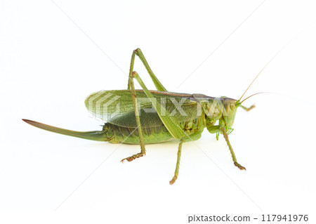 Green Grasshopper on White background 117941976