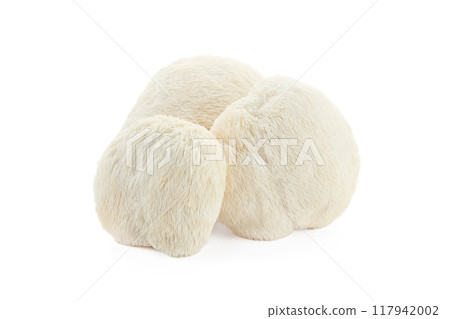 Lion's Mane Mushrooms on white background 117942002