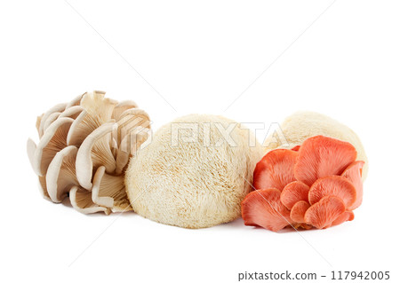 Assorted Mushrooms including oyster, lion's mane, and pink oyster 117942005