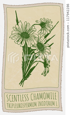 Vector drawing SCENTLESS CHAMOMILE. Hand drawn illustration. Latin name is TRIPLEUROSPERMUM INODORUM L Vector drawing SCENTLESS CHAMOMILE. Hand drawn illustration. Latin name is TRIPLEUROSPERMUM INODORUM L 117942286