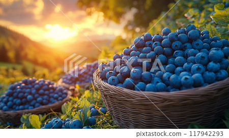 Sunset Blueberry Harvest. Baskets filled with fresh blueberries in a field at sunset, highlighting nature's beauty. 117942293