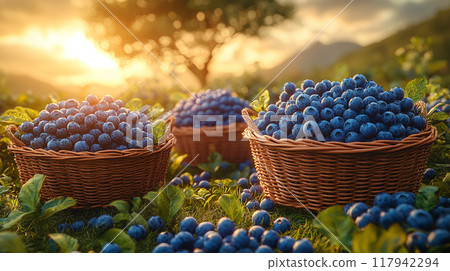 Blueberry Harvest at Sunset with a tree and mountains in the background. 117942294