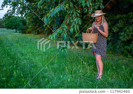 The woman picking cherries on a summer day, with a basket and in a summer dress The woman picking cherries on a summer day, with a basket and in a summer dress 117942460