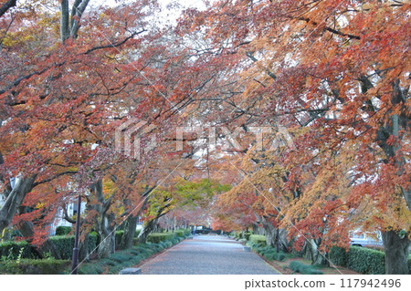 秋葉，深秋，碎石路 117942496