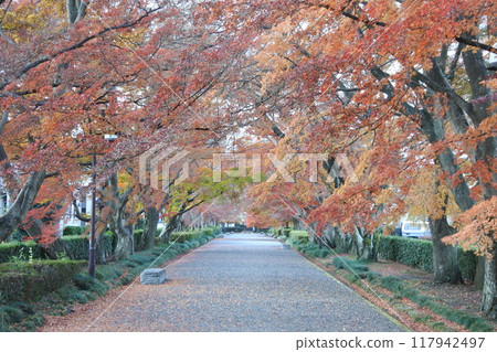 秋葉，深秋，碎石路 117942497