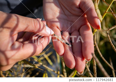 The calloused hands of the female farmer holding rapeseed grains in the field on a sunny day 117942681