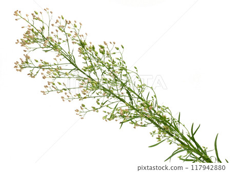 Stem of Capsella plant with white flowers and green leaves on isolated background Stem of Capsella plant with white flowers and green leaves on isolated background 117942880