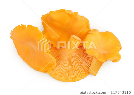 Chanterelle mushroom isolated on a white background. Top view. Flat lay 117943110