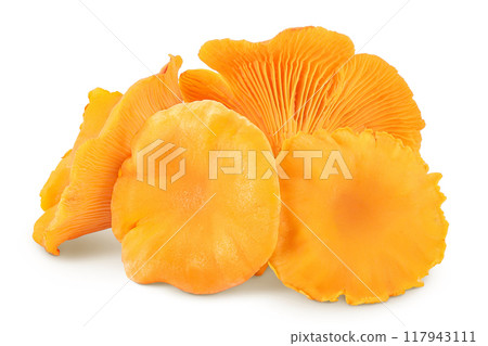Chanterelle mushroom isolated on a white background 117943111