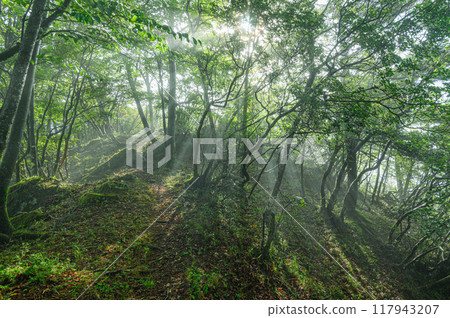 Light shining through the trees 117943207