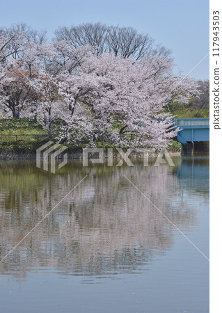 長井植物園的櫻花 長井植物園的櫻花 117943503