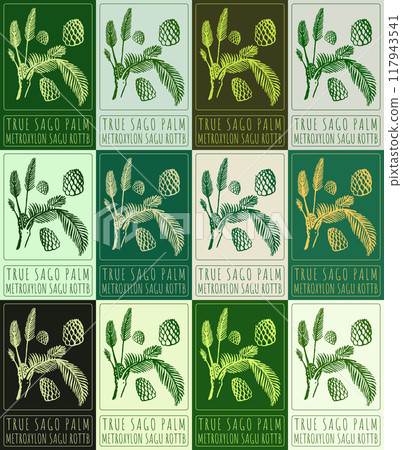 Set of vector drawing TRUE SAGO PALM in various colors. Hand drawn illustration. Latin name is METROXYLON SAGU ROTTB Set of vector drawing TRUE SAGO PALM in various colors. Hand drawn illustration. Latin name is METROXYLON SAGU ROTTB 117943541