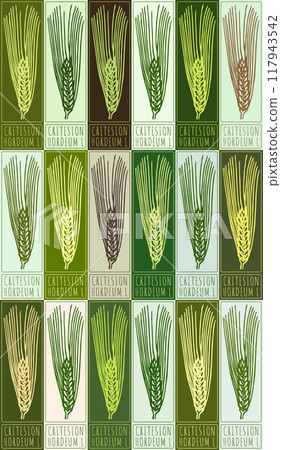Set of vector drawing CRITESION in various colors. Hand drawn illustration. Latin name is HORDEUM L 117943542