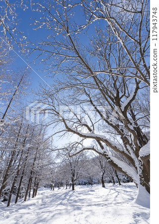 雪域公園 雪域公園 117943748