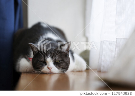 Cat's face Cat's face 117943928