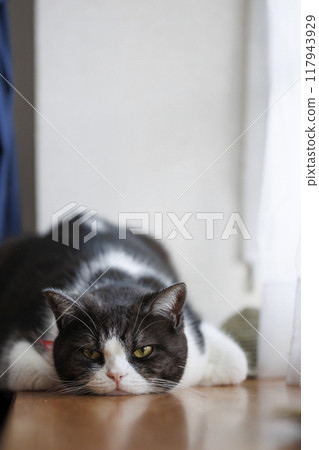 Cat's face Cat's face 117943929