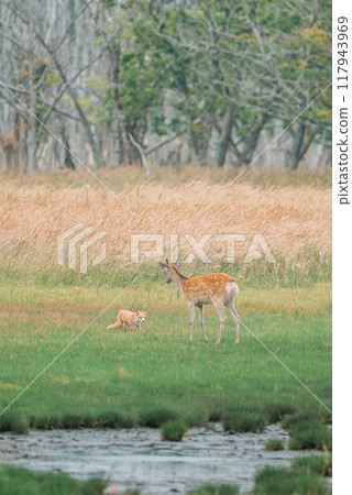 A male Hokkaido deer and an Ezo fox staring at each other A male Hokkaido deer and an Ezo fox staring at each other 117943969