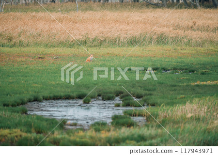 一隻紅狐狸獨自在草原上 117943971