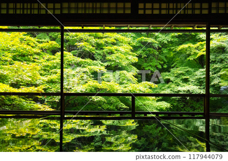 Ruriko-in Temple: Green foliage seen from the Shoin Ruriko-in Temple: Green foliage seen from the Shoin 117944079