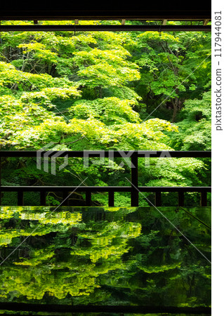 Ruriko-in Temple: Green foliage seen from the Shoin 117944081