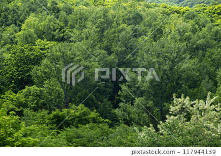 Japan's beautiful natural forests Japan's beautiful natural forests 117944139