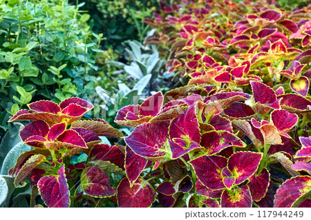 Landscaping. Red ornamental blooming plant Coleus of the Lamiaceae family 117944249