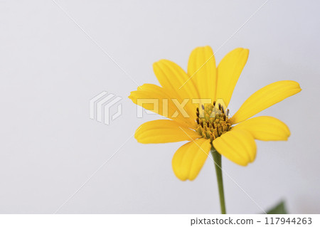 賽菊芋屬 賽菊芋屬 117944263