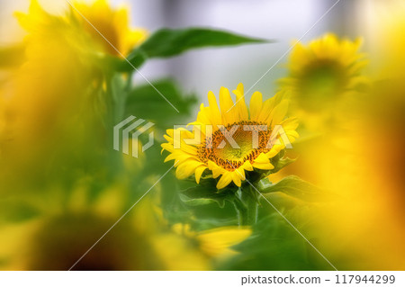 欣賞前景模糊的向日葵照片 欣賞前景模糊的向日葵照片 117944299