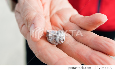 Seashell In The Hand Of An Old Man  117944409