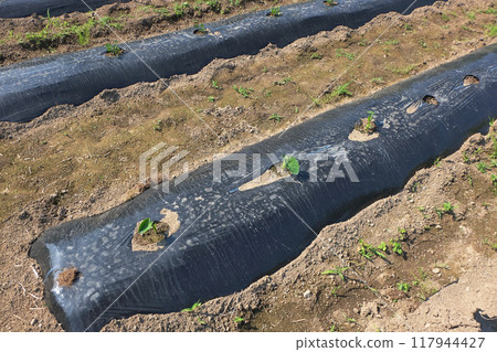 Planting taro seedlings 16 Planting taro seedlings 16 117944427