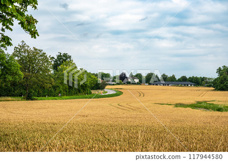 Agriculture field with golden wheat at the Danish countryside around Tappernoje, Denmark Agriculture field with golden wheat at the Danish countryside around Tappernoje, Denmark 117944580