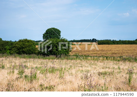Golden wheat fields at the Danish countryside in Rodvig Stevns, Denmark 117944590